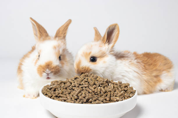 rabbit feed