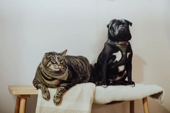 what dogs get along with cats